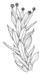 Calymperes tenerum, habit. Drawn from P.J. de Lange & P.B. Heenan CH1893, CHR 604750.
 Image: R.C. Wagstaff © Landcare Research 2014 